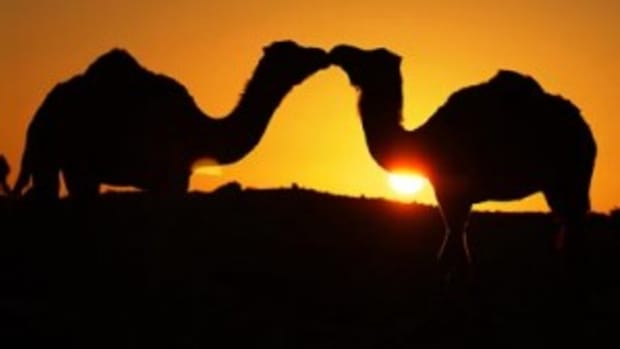 Two camels kissing?