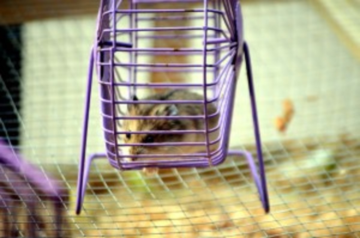 hamster-wheel purple