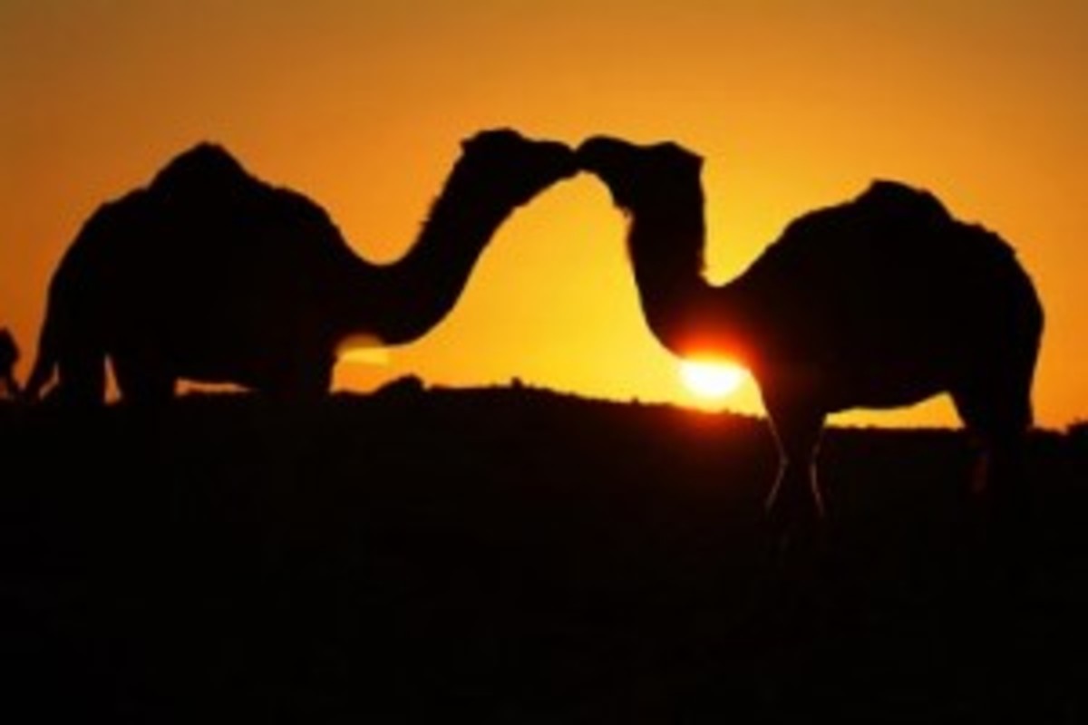 Two camels kissing?