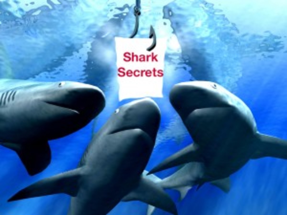 Sharpen your writing with shark secrets!