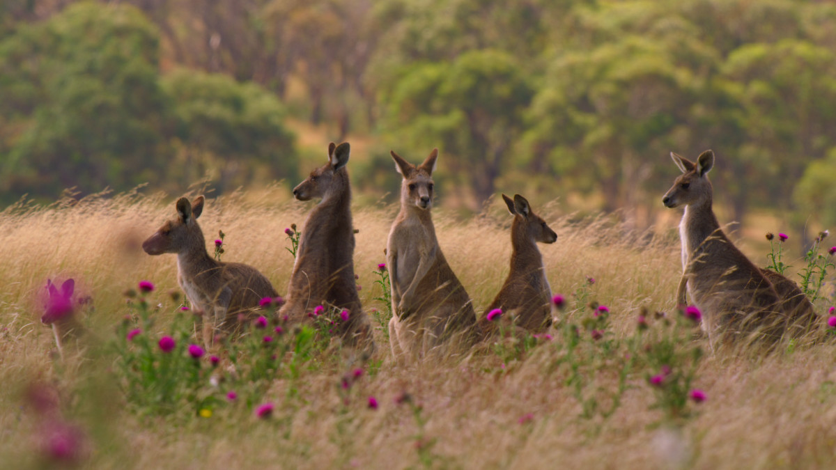 A community of kangaroos, Kangaroo Valley, Courtesy of Netflix